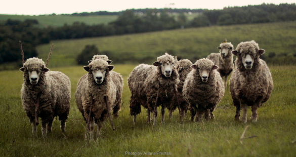 Wool