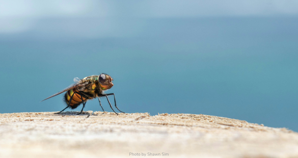 Fly