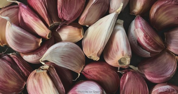 garlic